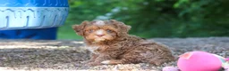 Cavapoo dogs for sale: Tipper - Ad 8