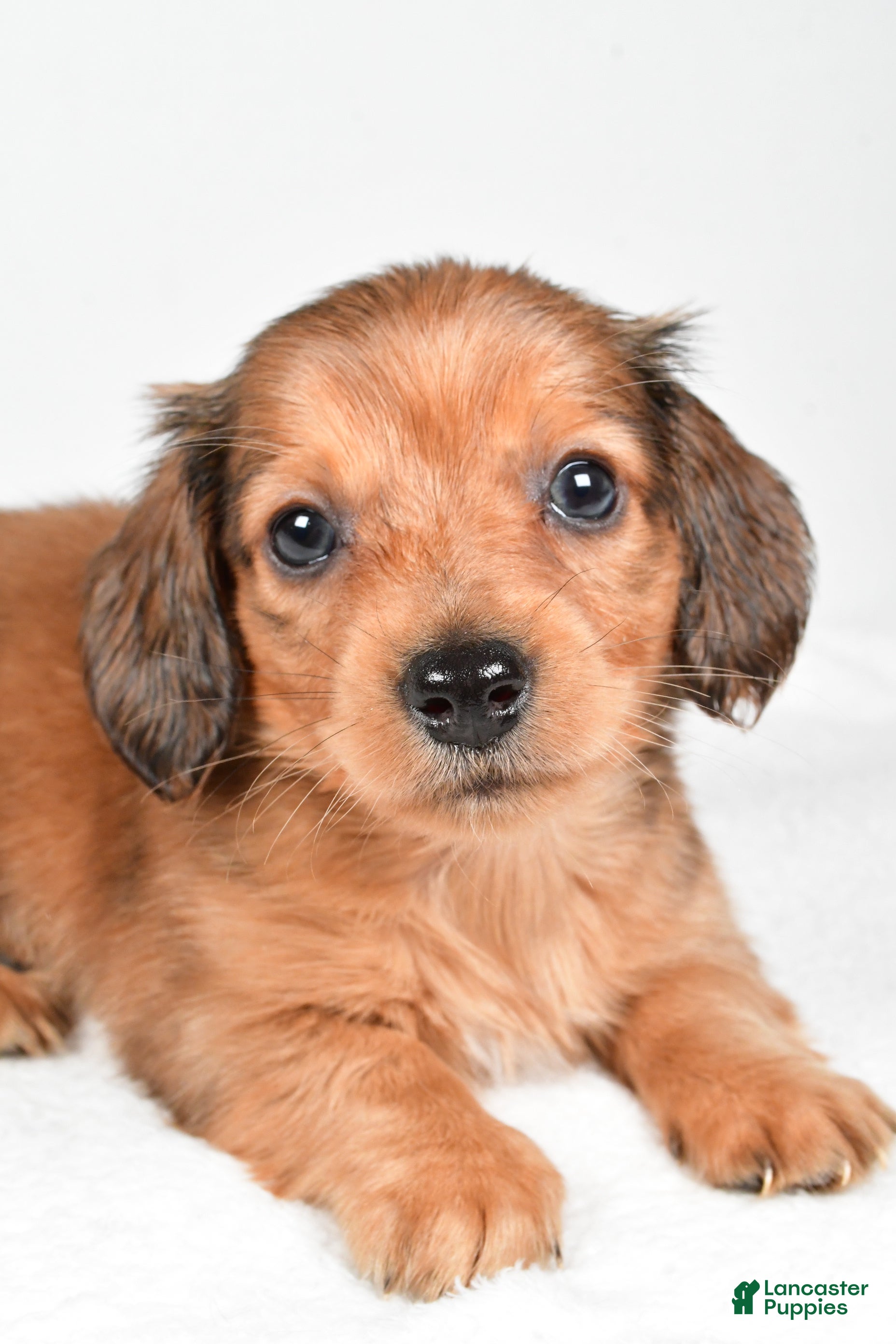 Miniature Dachshund dogs Blaze  - Ad 26