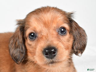 Miniature Dachshund dogs Blaze - Ad 26