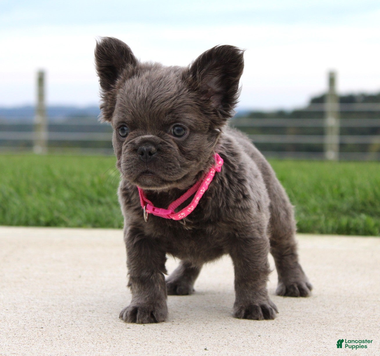 French Bulldog dogs Bella - Ad 1