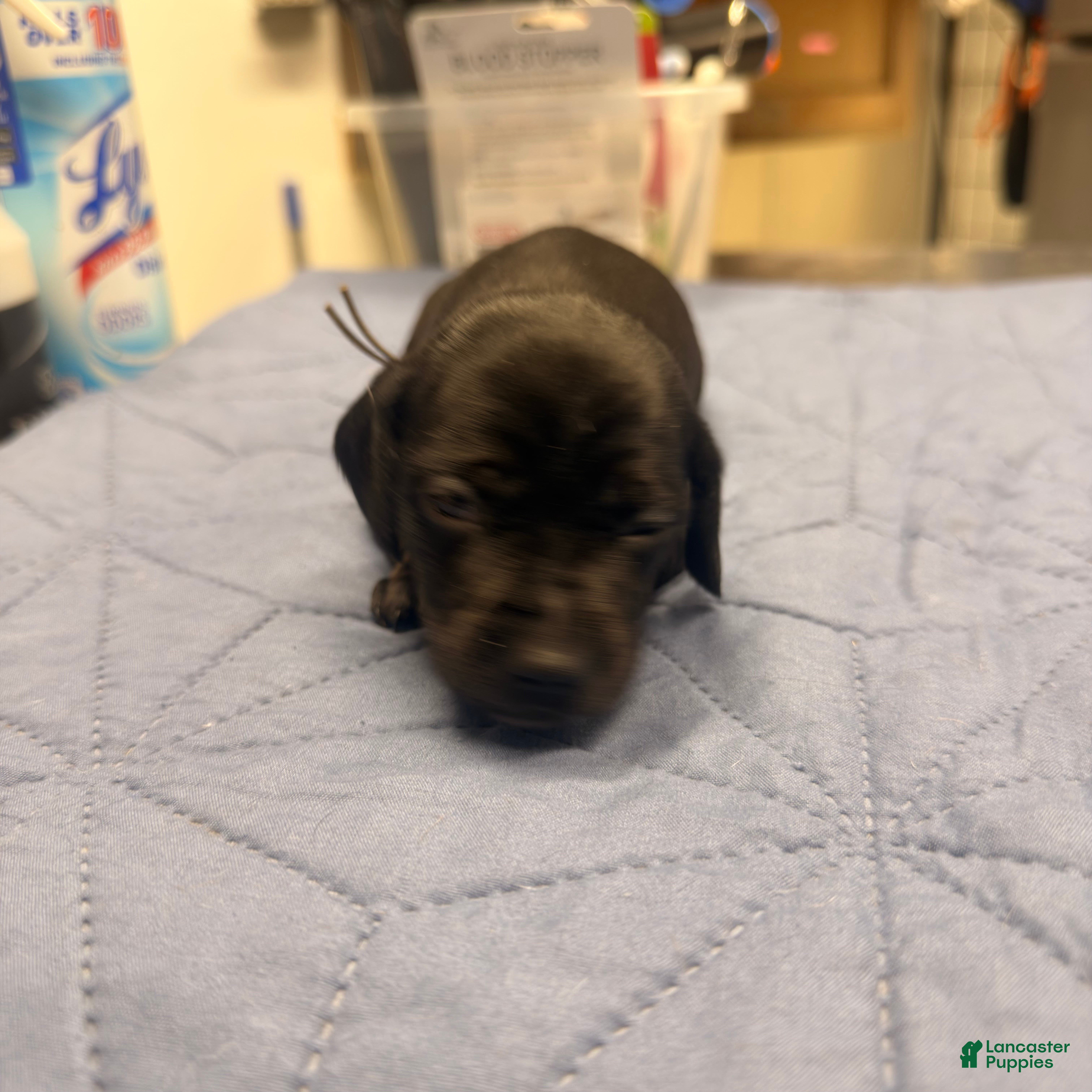 Miniature Dachshund dogs Gunner - Ad 1