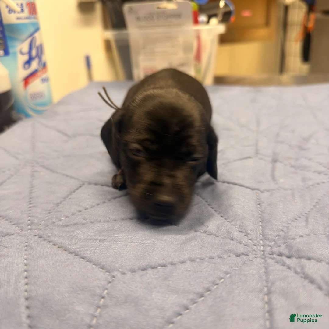 Miniature Dachshund dogs for sale: Gunner - Ad 1