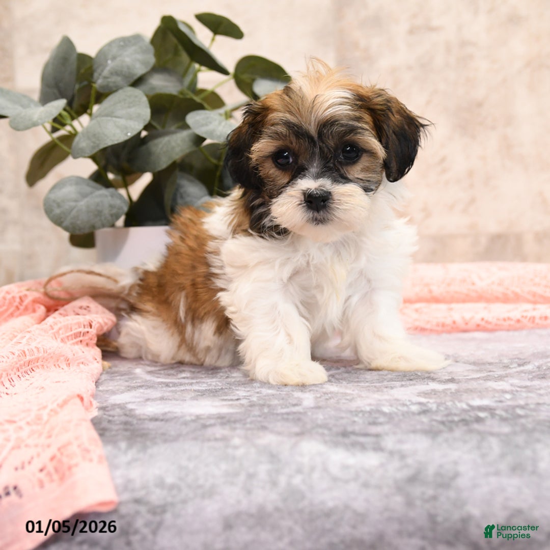 Teddy Bear dogs for sale: Miley - Ad 1