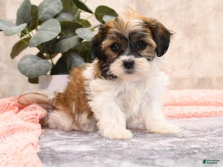 Teddy Bear dogs Miley - Ad 31