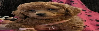 Toy Poodle 3