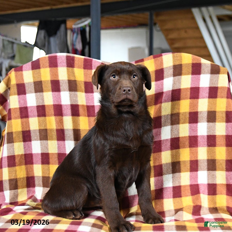 Labrador Retriever dogs Candy - Ad 2