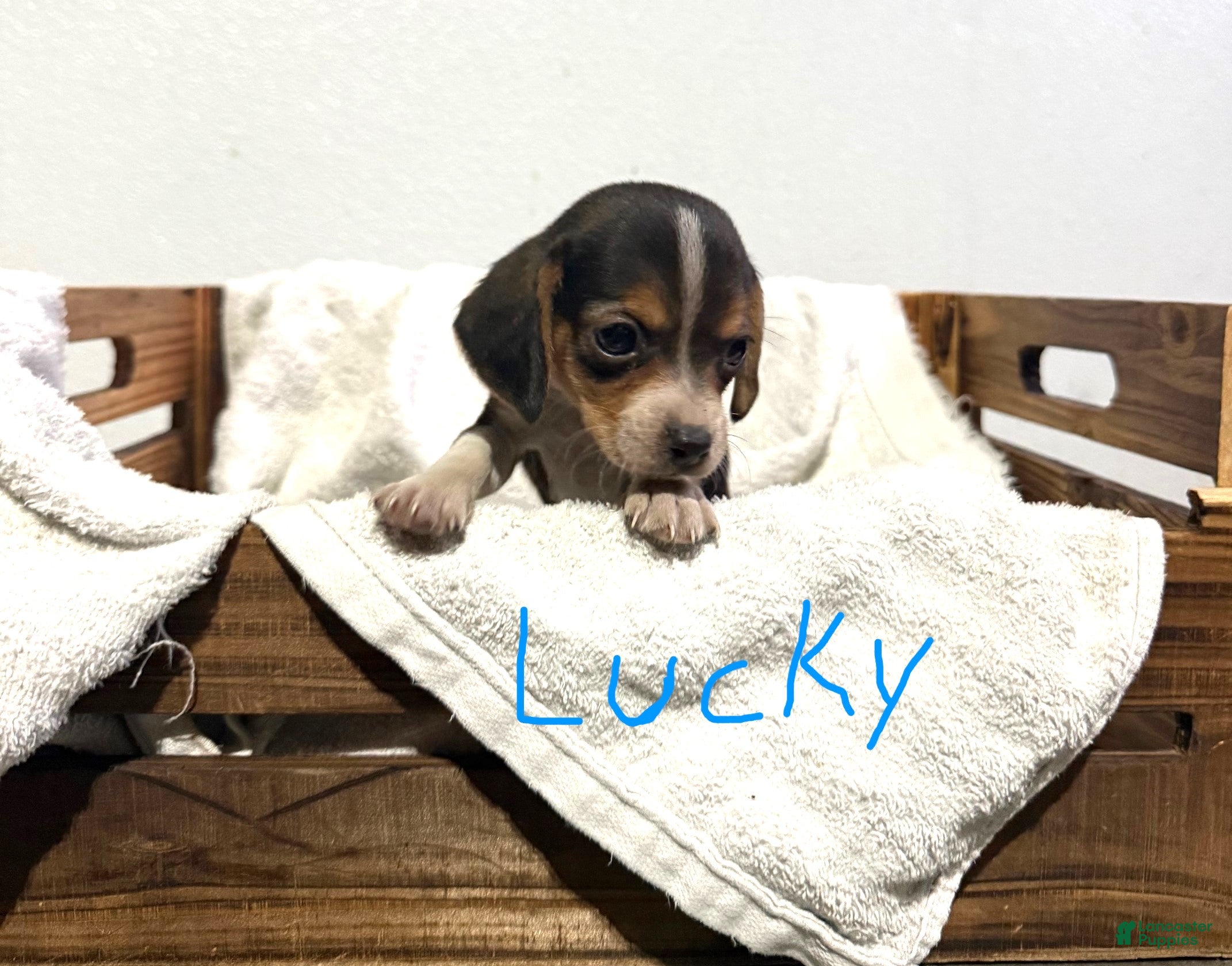 Beagle dogs Lucky - Ad 4
