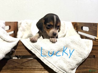 Beagle dogs Lucky - Ad 9