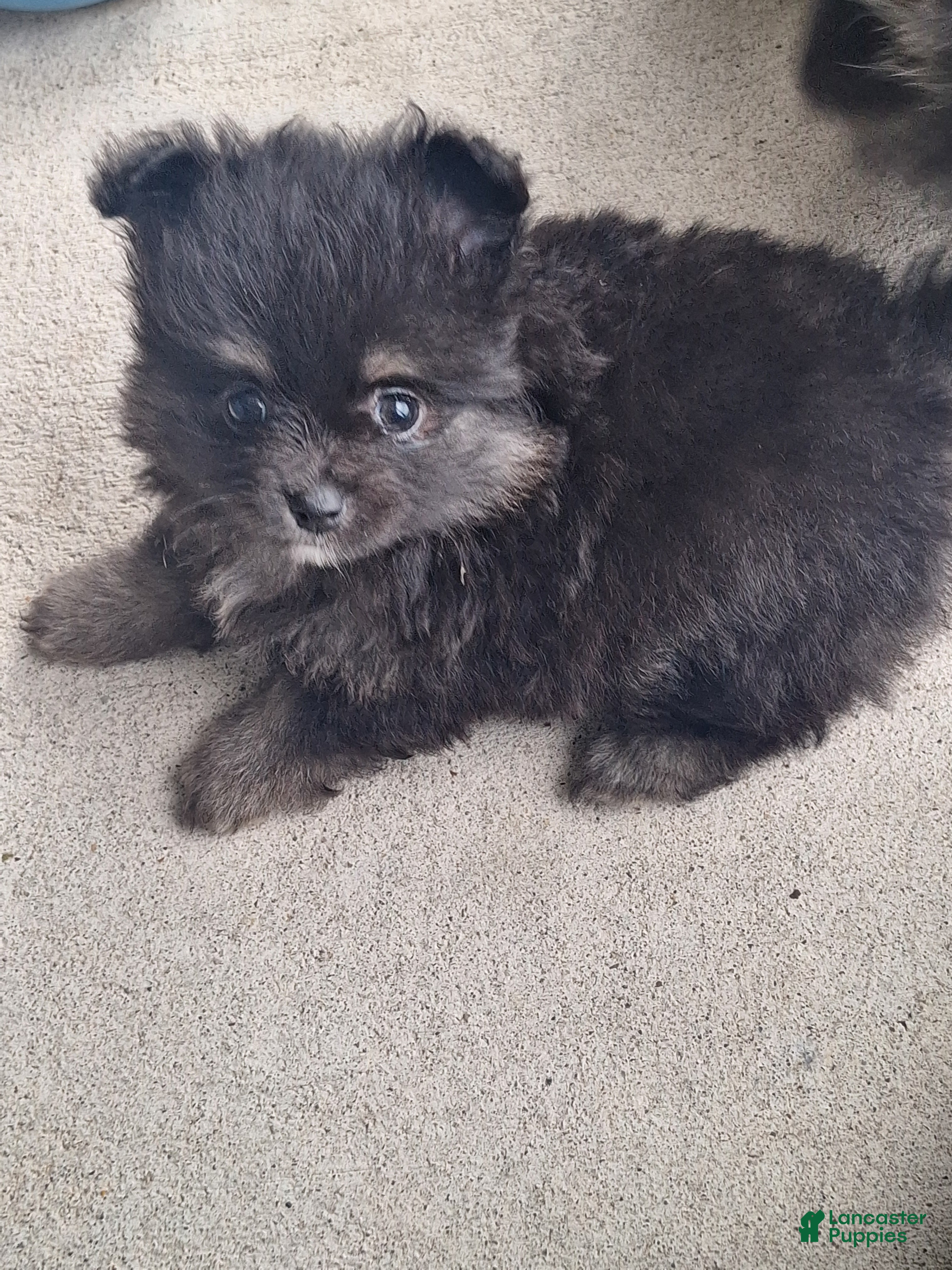 Pomeranian dogs Storm - Ad 19