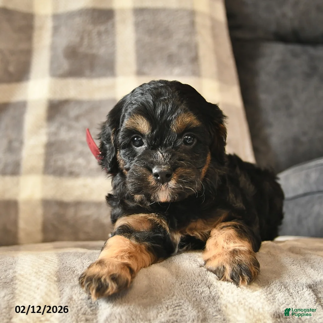 Cavapoo dogs for sale: Cinderella   - Ad 4