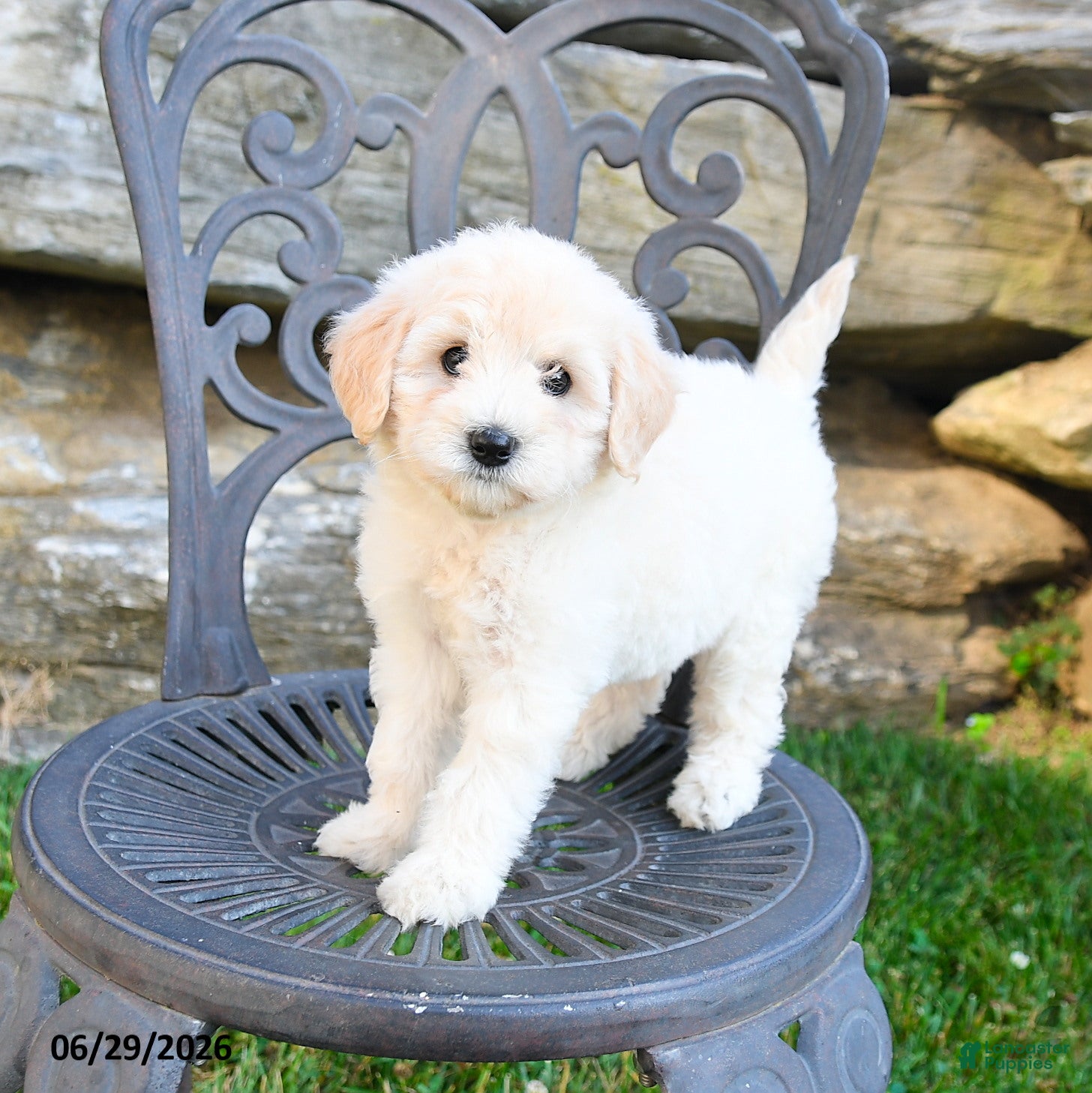 Mini Goldendoodle dogs Kathy - Ad 1