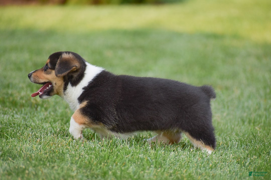 Welsh Corgi Pembroke dogs for sale: Roman - Ad 10