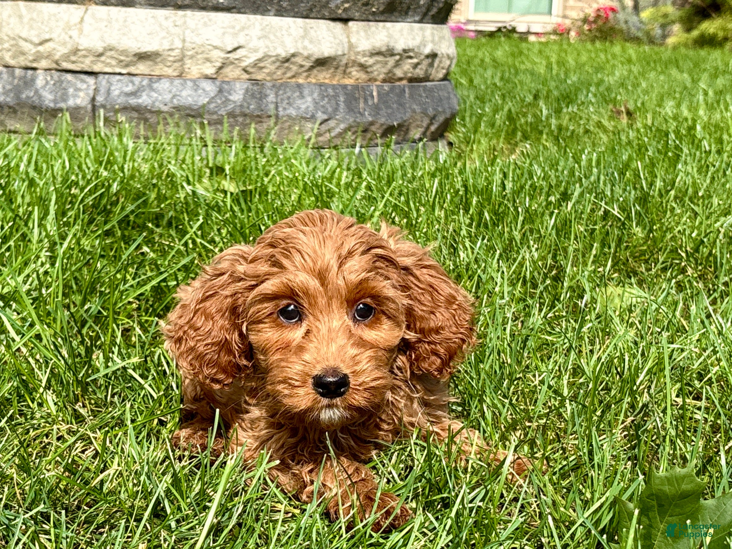 Cockapoo dogs Cockapoo female 5 - Ad 1