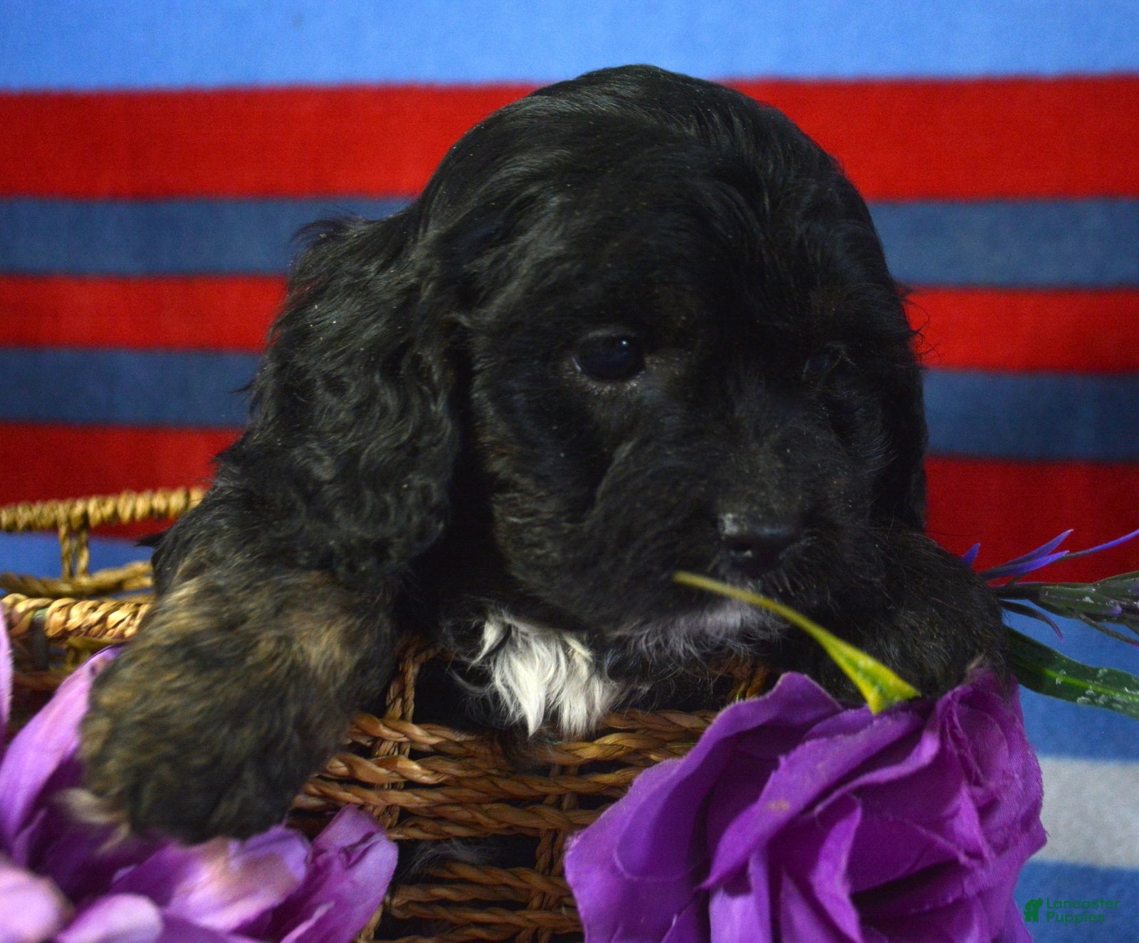 Cavapoo dogs Cavapoo Puppy 2 Chief - Ad 35