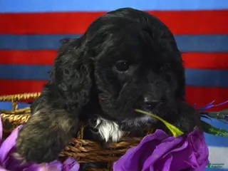 Cavapoo dogs Cavapoo Puppy 2 Chief - Ad 35