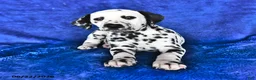 Dalmatian dogs for sale: Dottie - Ad 3