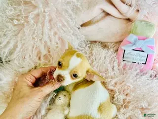 Chihuahua dogs Chihuahua Puppy 1 - Ad 16