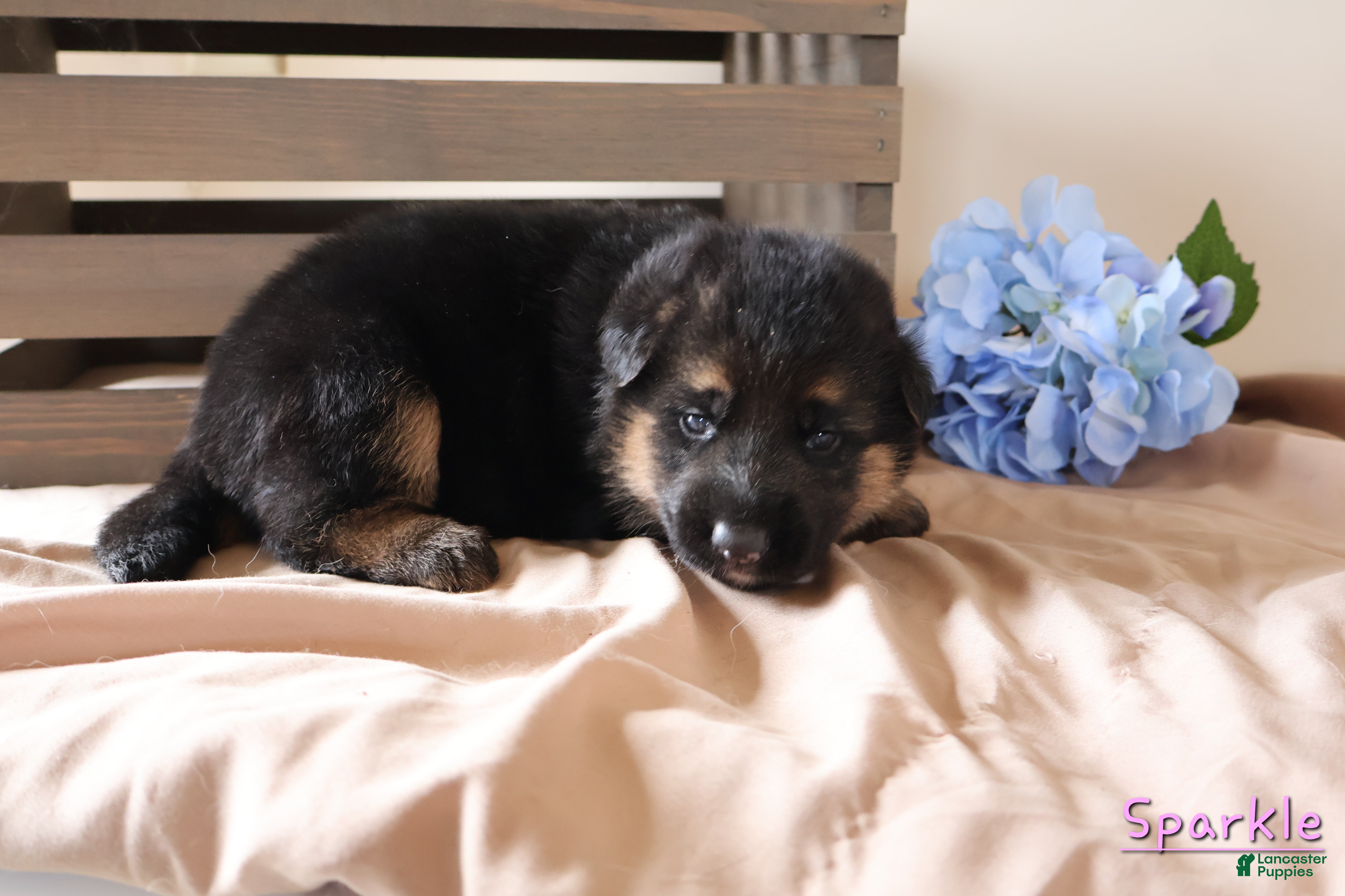 German Shepherd dogs Sparkle - Ad 2