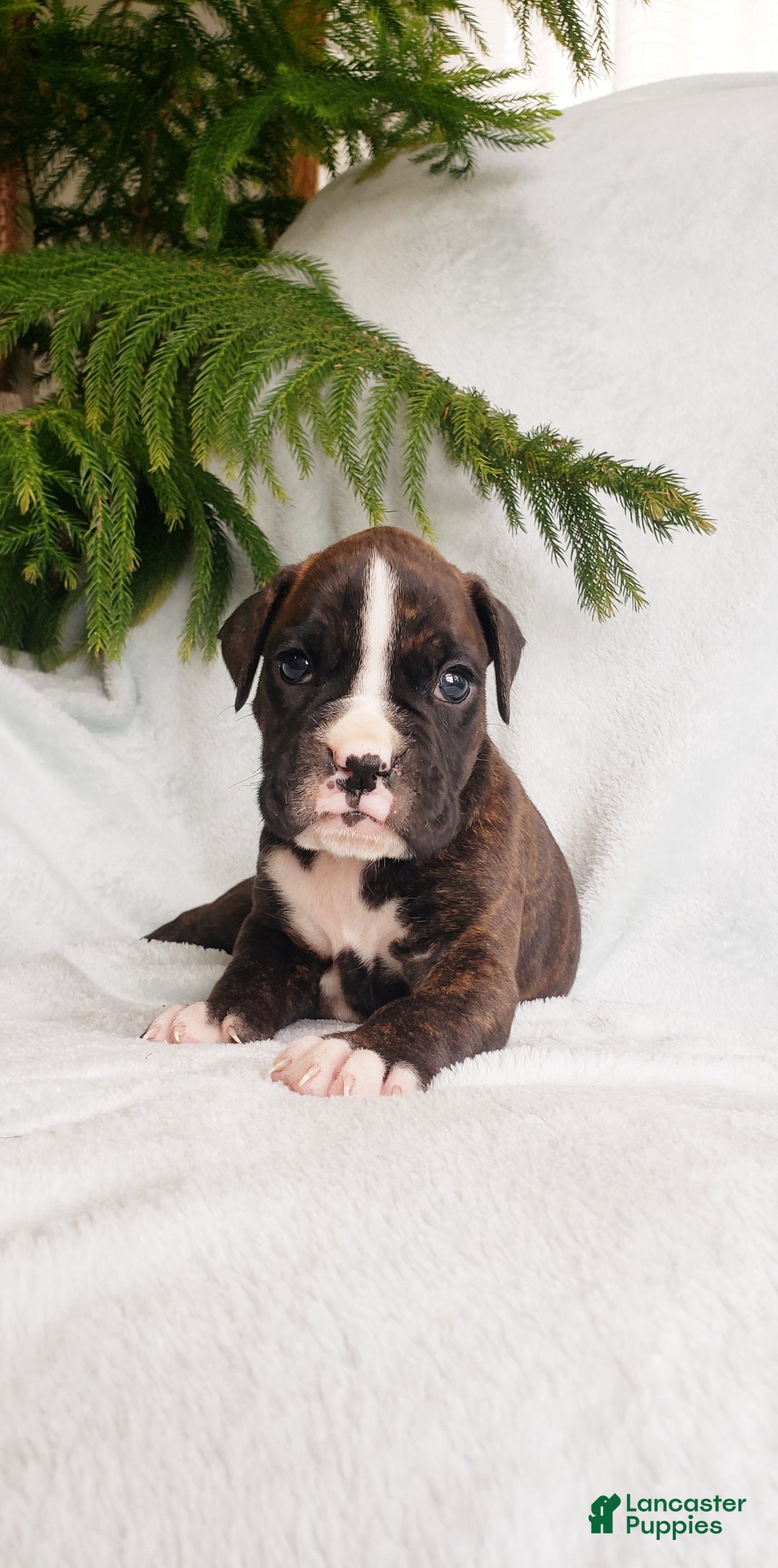 Boxer dogs for sale: Finley - Ad 4
