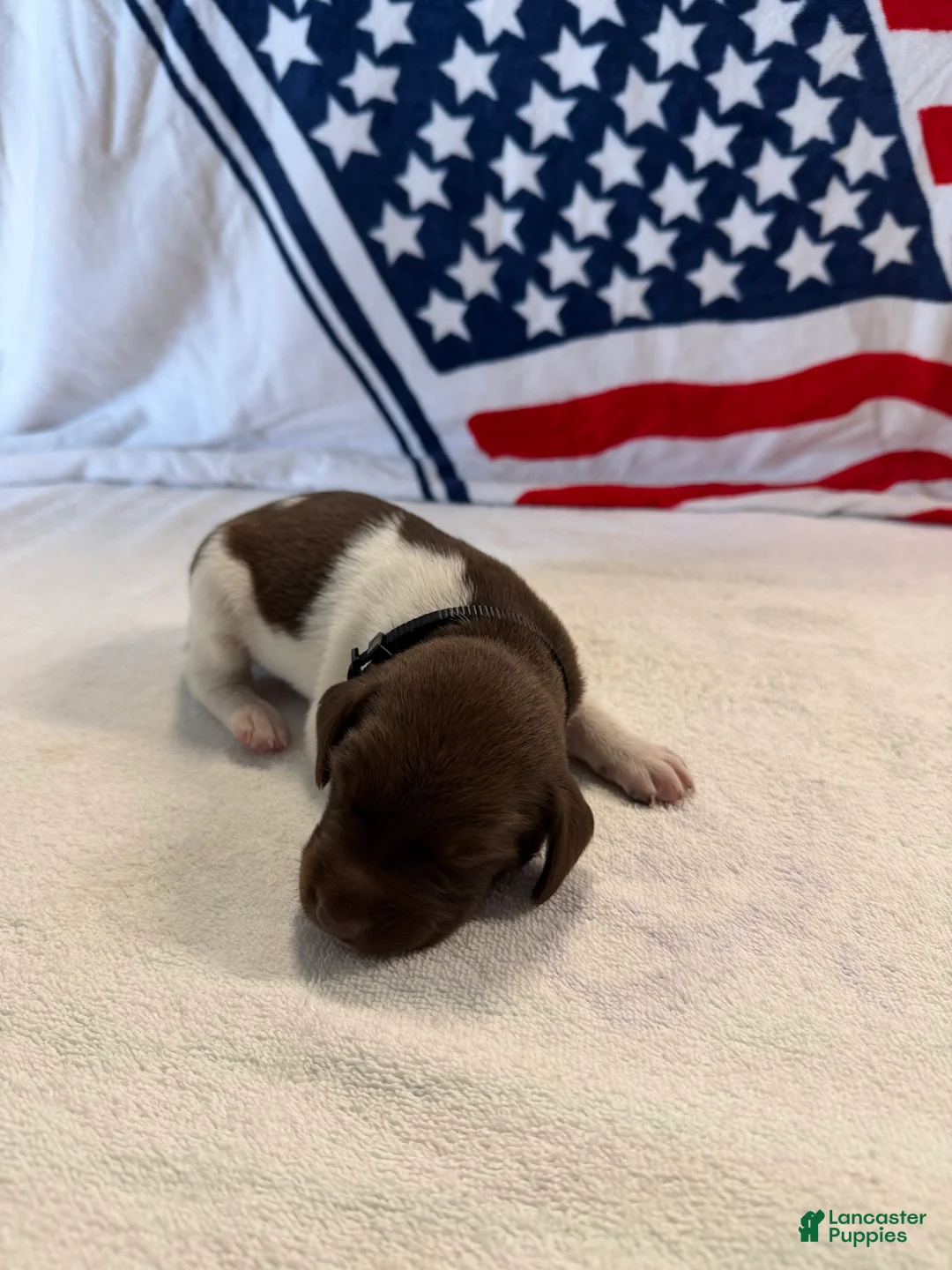 German Shorthaired Pointer dogs for sale: German Shorthaired Pointer 1 - Ad 2