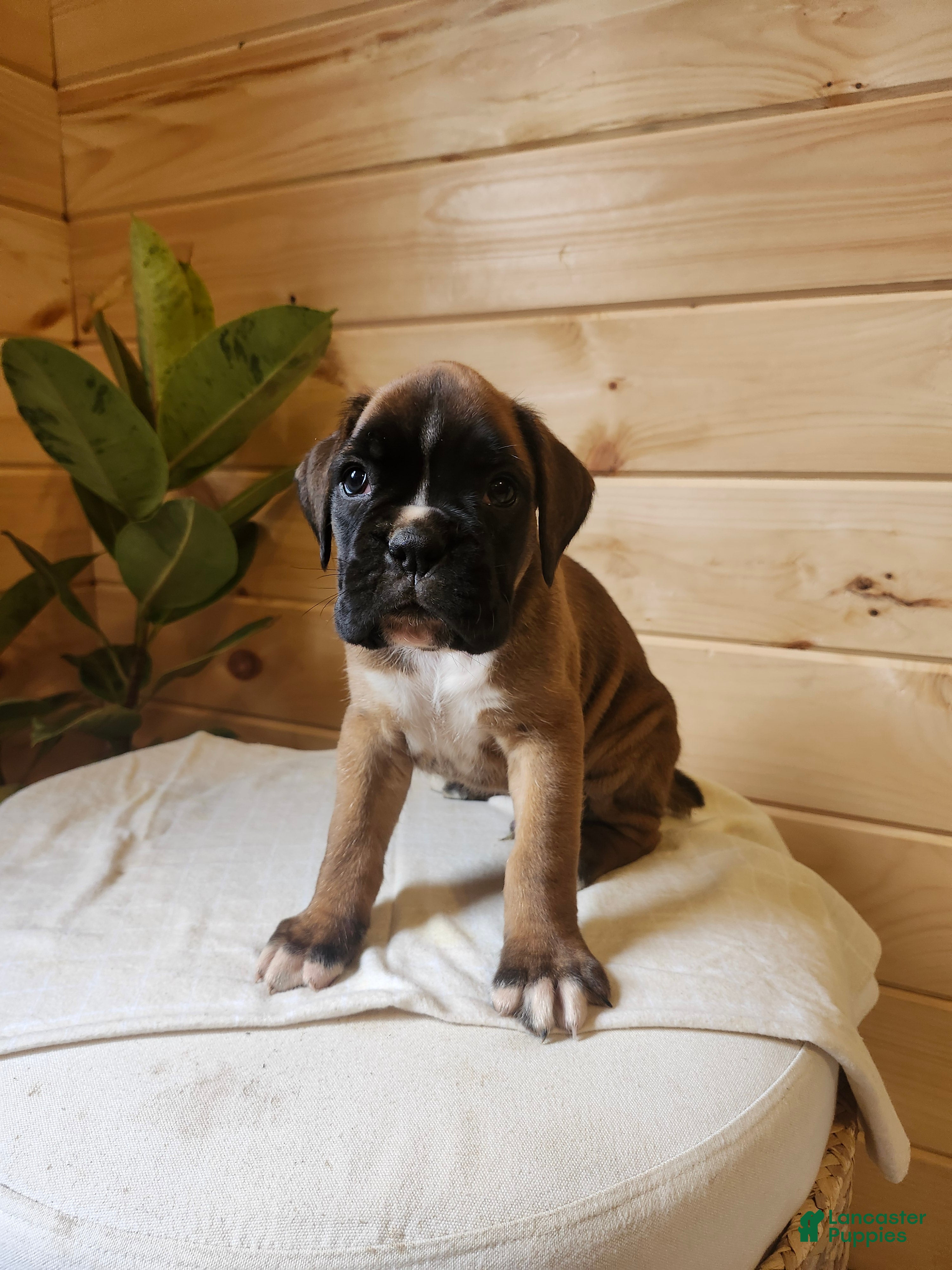 Boxer dogs Jett  - Ad 2