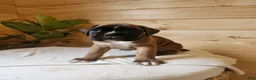 Boxer dogs for sale: Jett  - Ad 2