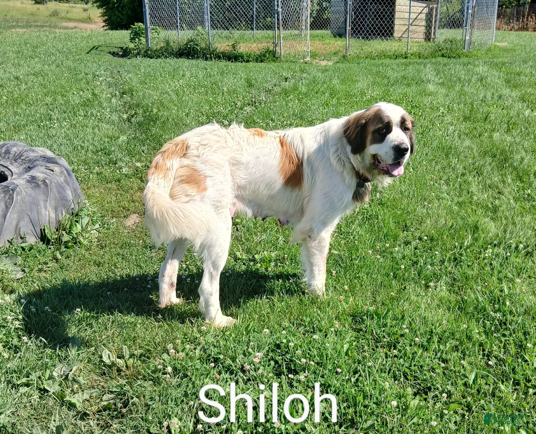 Saint Bernard dogs for sale: Hugo - Ad 3