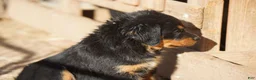 Rottweiler dogs for sale: Rottweiler litter of 5 puppies - Ad 29