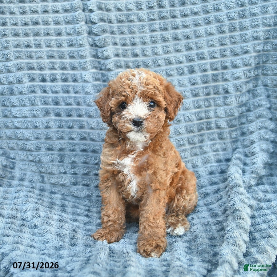Toy Poodle dogs Misha  - Ad 2