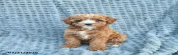Toy Poodle dogs for sale: Misha  - Ad 2