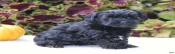 Yorkiepoo dogs for sale: Kate - Ad 4