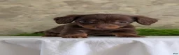 Miniature Dachshund dogs for sale: Lyla - Ad 4