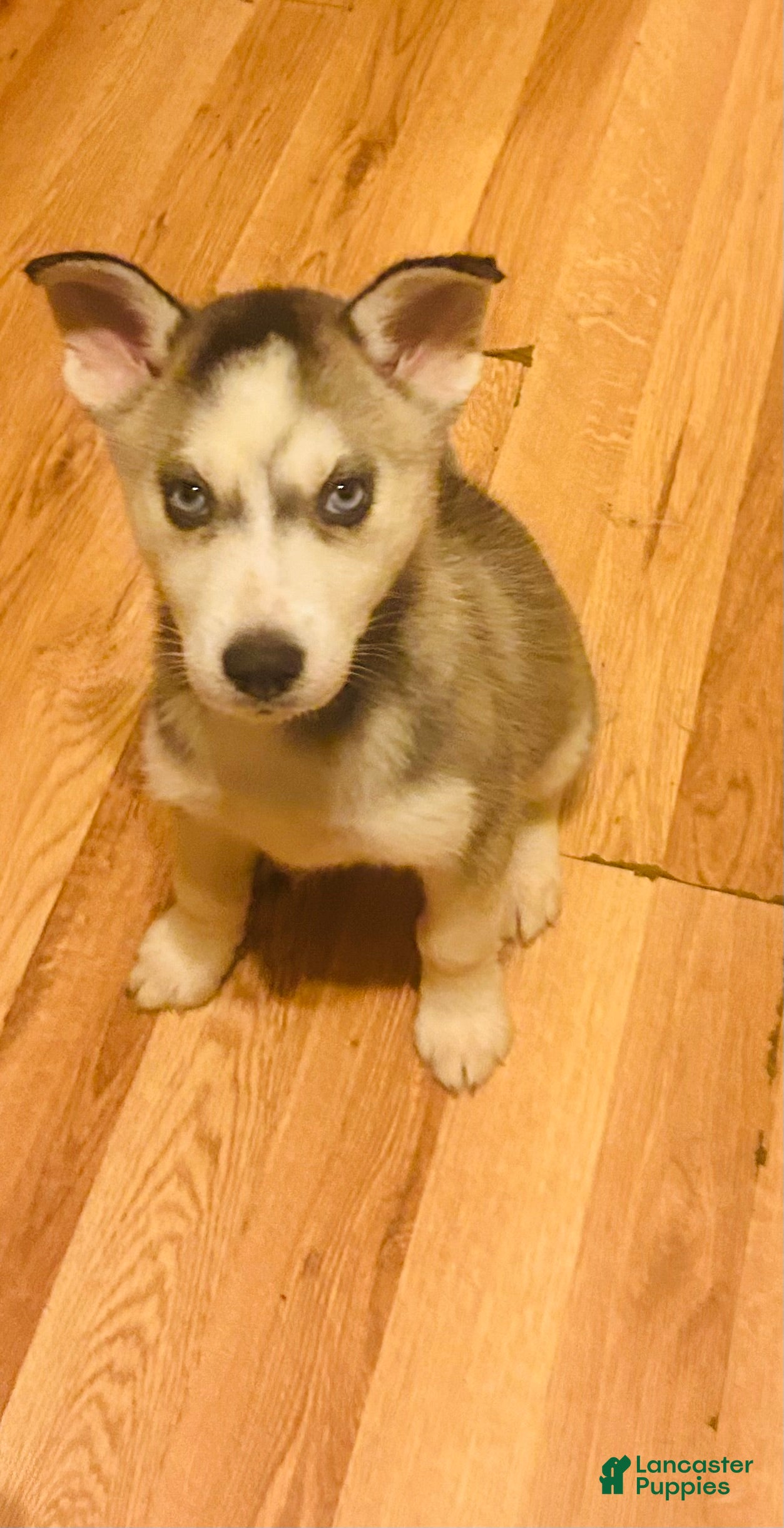 Siberian Husky dogs Siberian Husky 7 Rasha - Ad 5