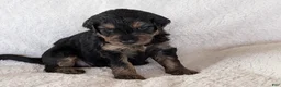 Mixed Breed dogs for sale: Winnie  - Ad 13