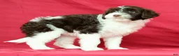 Portuguese Water Dog dogs for sale: Rita - Ad 4