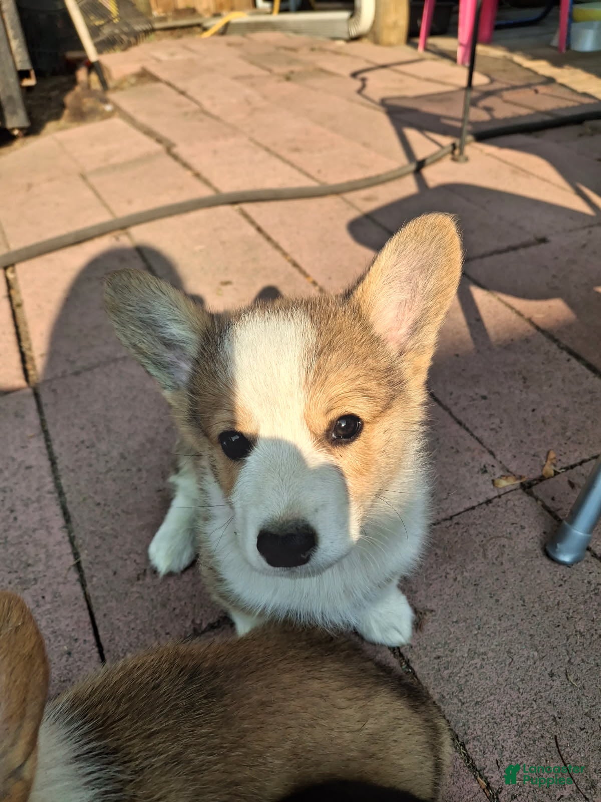 American Corgi dogs Holly  - Ad 20