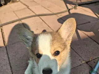 American Corgi dogs Holly - Ad 20