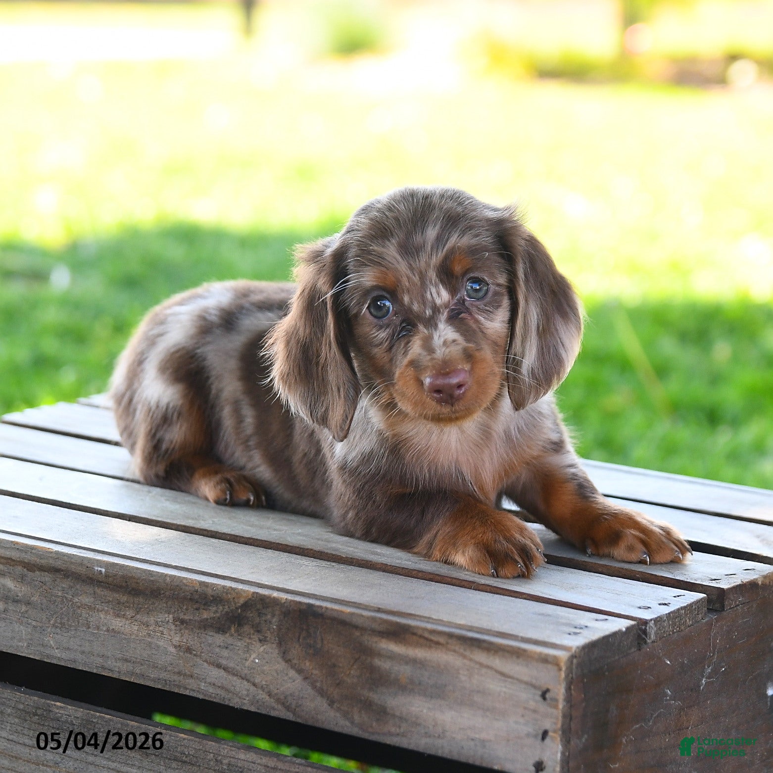 Miniature Dachshund dogs for sale: Shane - Ad 4