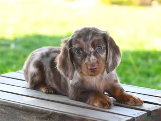 Miniature Dachshund dogs for sale: Shane - Ad 4