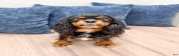 Cavapoo dogs for sale: Liberty - Ad 6