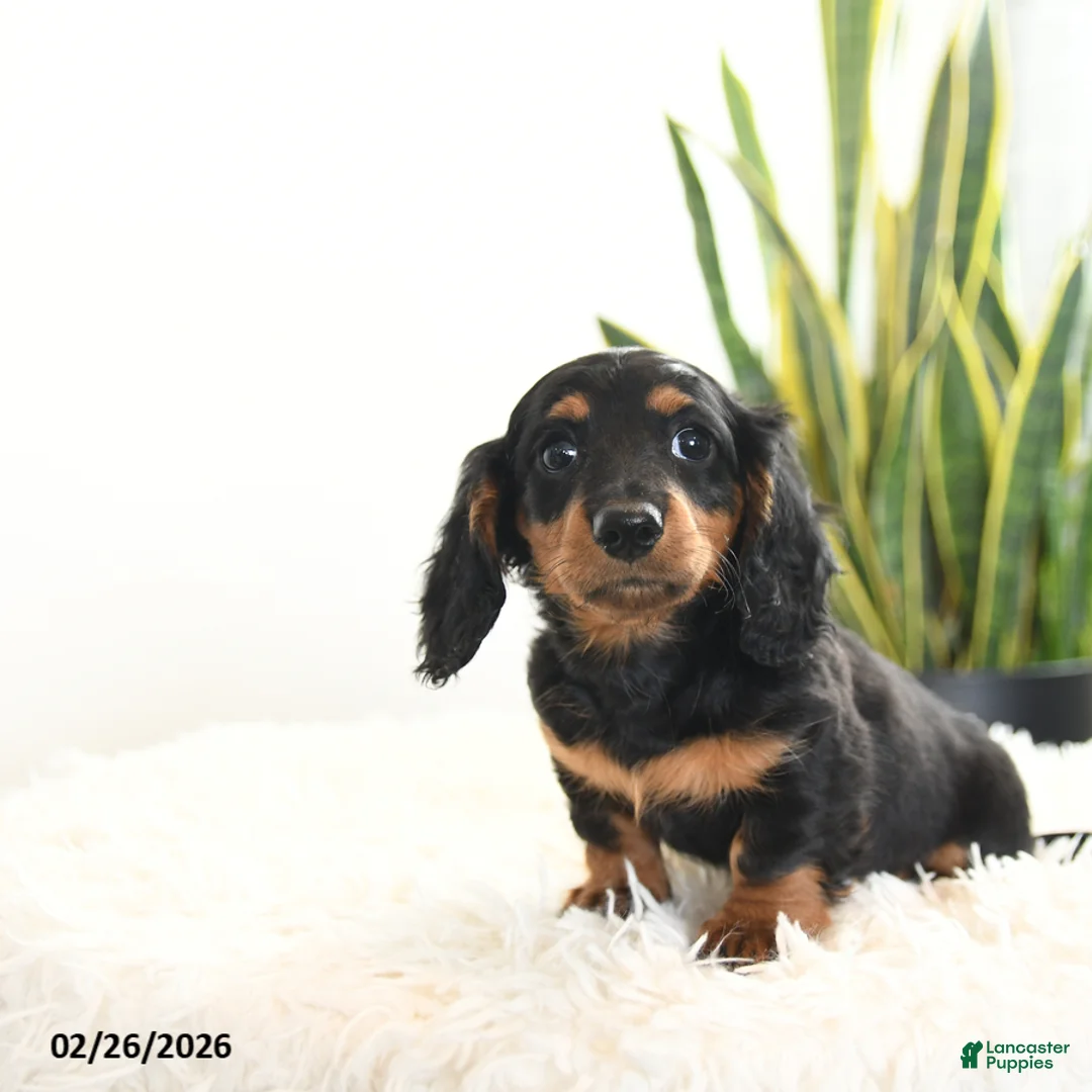Miniature Dachshund dogs for sale: Raven - Ad 4