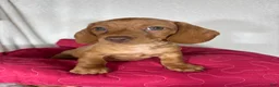 Dachshund dogs for sale: Duke - Ad 3