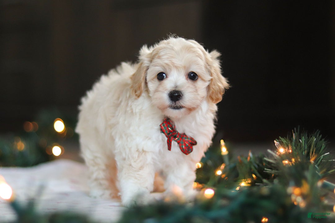 Havapoo dogs for sale: Blue - Ad 4