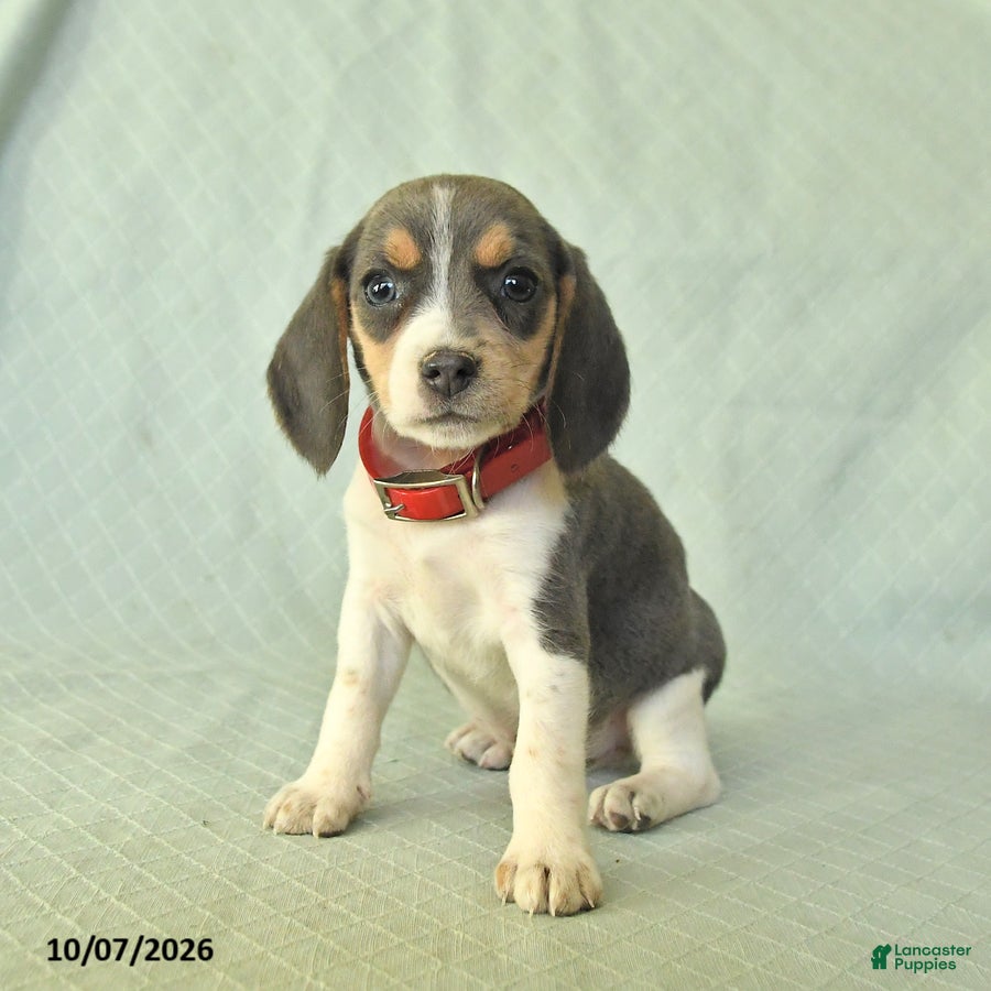 Beagle dogs Yamila - Ad 2