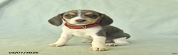 Beagle dogs for sale: Yamila - Ad 2