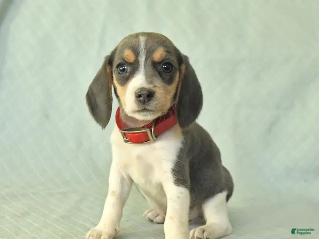 Beagle dogs Yasmine - Ad 2