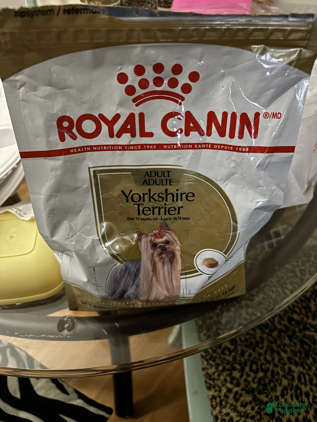 Yorkshire Terrier dogs for sale: Daisy - Ad 5