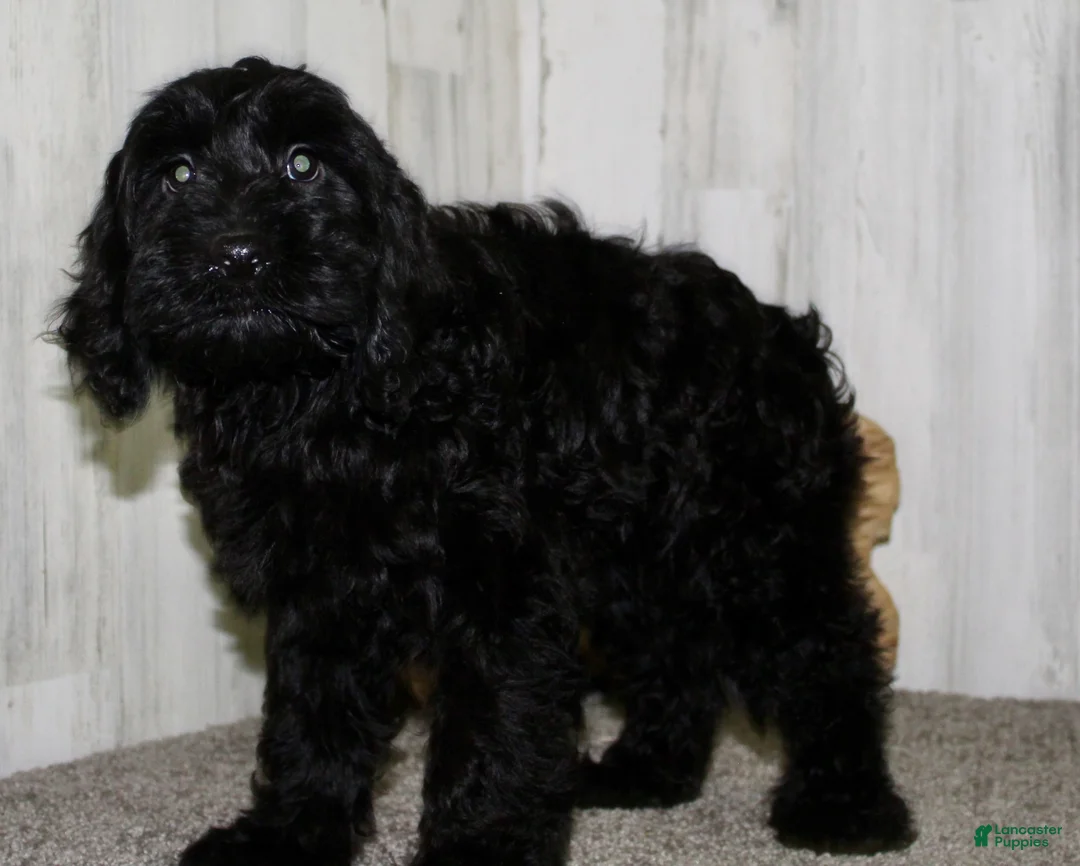 Cockapoo dogs for sale: Toby - Ad 4