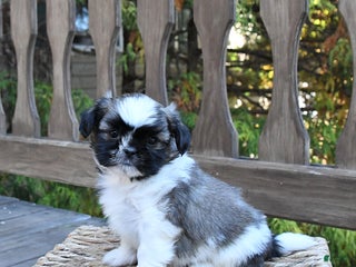 Shih Tzu dogs - Ad 21