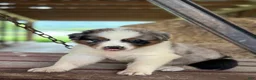 Australian Shepherd dogs for sale: Bear - Ad 3